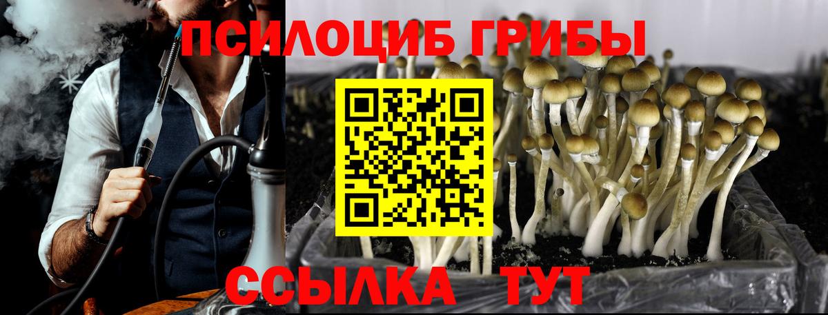 купить наркотики сайты  Вход с VPN  Псилоцибиновые грибы GOLDEN TEACHER  Владикавказ  Галлюциногенные грибы Magic Shrooms 